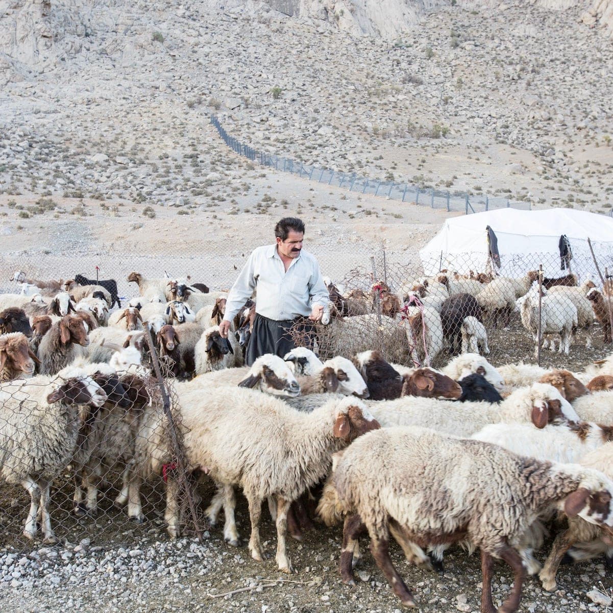A shepherd among a large flock of sheep in an arid Iranian landscape